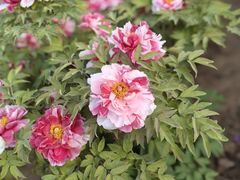-洛阳市隋唐城遗址植物园