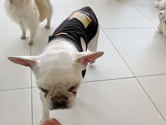 -怪兽屋·羊驼·猫咖·狗咖(俊华广场店)