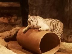 -清迈夜间动物园