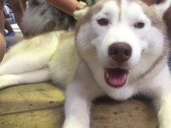 -TrueLove @ Neverland (Husky Cafe)