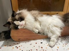 -滚猫咖啡·猫咖·猫友好撸猫(未来城店)
