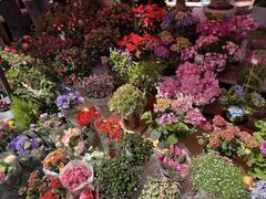 -哈尔滨道外花鸟鱼市场