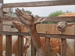 -北京鹿世界主题园