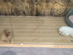 -宠物之家Pets Home 宠物寄养酒店