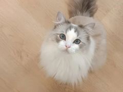 -有喵·猫咖·狗咖·30几只猫10只小狗(岗厦店)