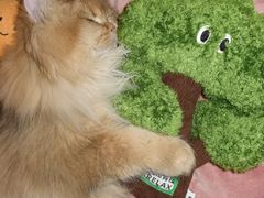 -美美宠物诊疗中心·异宠·骨科(滨江东信分院)