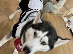 -Husky Go! 哈士奇体验馆·宠物咖啡厅狗咖