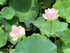 -荷塘月色湿地公园·向阳花洲