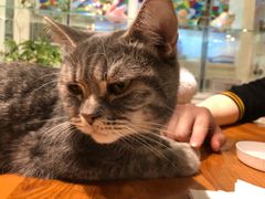 -猫小院猫主题餐厅(三里屯店)