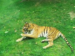 -北京野生动物园