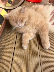 -小蜜蜂农场(凯德七宝购物广场店)