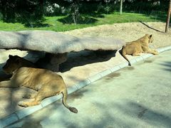 -北京野生动物园