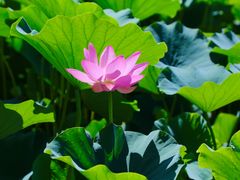 -莲花池公园