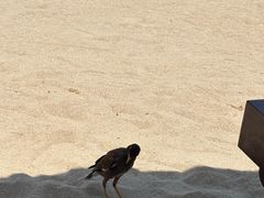 -三亚亚龙湾万豪度假酒店