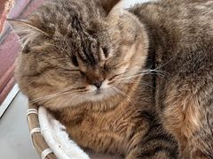 -共舞时光猫咖·狗咖(新街口店)
