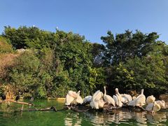 -珠海长隆海洋王国