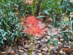 -上海佘山国家森林公园天马山园