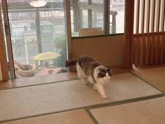 -猫在这儿猫咪咖啡馆·撸猫馆