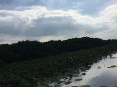 -大湾区中央湿地公园