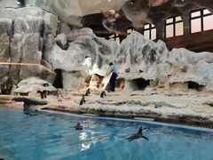 -帝企鹅自助餐厅•儿童岛•真企鹅(长隆企鹅酒店)