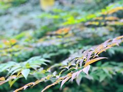 -重庆彩云湖湿地公园