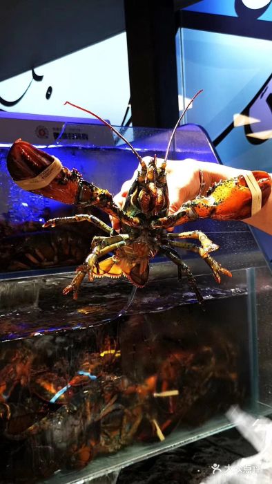 超级物种(临平银泰店)蒜蓉大龙虾图片