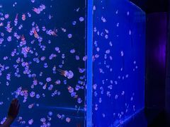 -合肥海洋世界