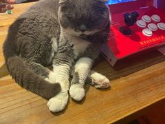 -猫色咖啡·猫咖