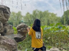-莲湖公园
