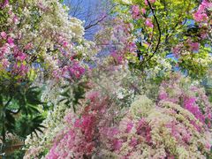 -深圳国际园林花卉博览园