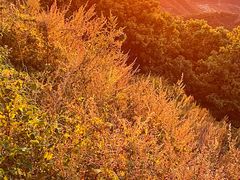 -白草畔自然风景区