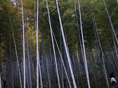 -上海佘山国家森林公园天马山园