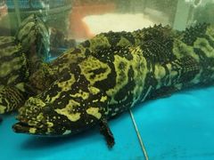 -1718海鲜姿造(苏宁宴请臻选店)