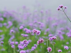 -洋湖国家湿地公园