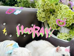 -J Create城市露营咖啡·简餐·宠物(上海动物园店)