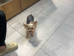 -FAELING PETS美天灵宠物(富力广场店)