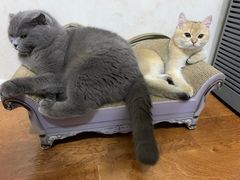 -美联众合动物医院·24h京西诊疗中心