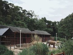 -野象谷景区
