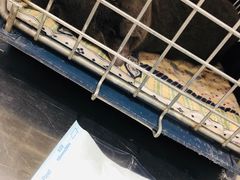 -伟伟宠物医院·CT影像中心·瑞派犬猫综合性门诊(汉口总院)