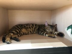 -瞄一喵猫咖(格力海岸店)