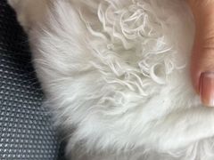 -唐小姐の私宠·宠物洗护美容·撸猫馆·购宠(周浦万达旗舰店)