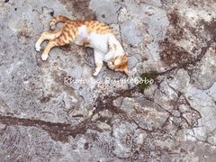 -251#coffee roasters(沿河东路店)