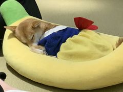 -逗柴咖啡屋·狗咖猫咖宠物桌游