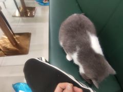 -安格丽娜·狗咖·猫咖羊驼咖(春熙路百盛商场店)