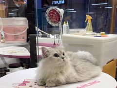 -FAELING PETS美天灵宠物(富力广场店)