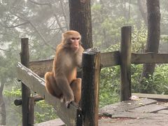 -重庆雨台山风景区