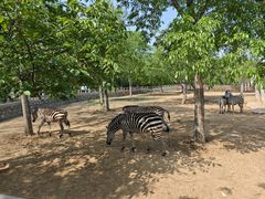 -石家庄市动物园