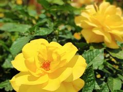 -人民公园(罗湖区)