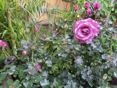 -园林美食城·本土农家菜(杨和镇店)