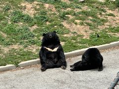 -大连森林动物园